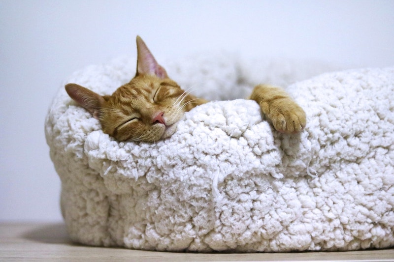 orange cat sleeping in fluffy cat bed