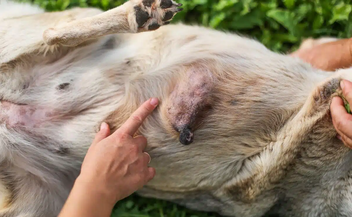 Person pointing to a mammary gland on a dog's belly