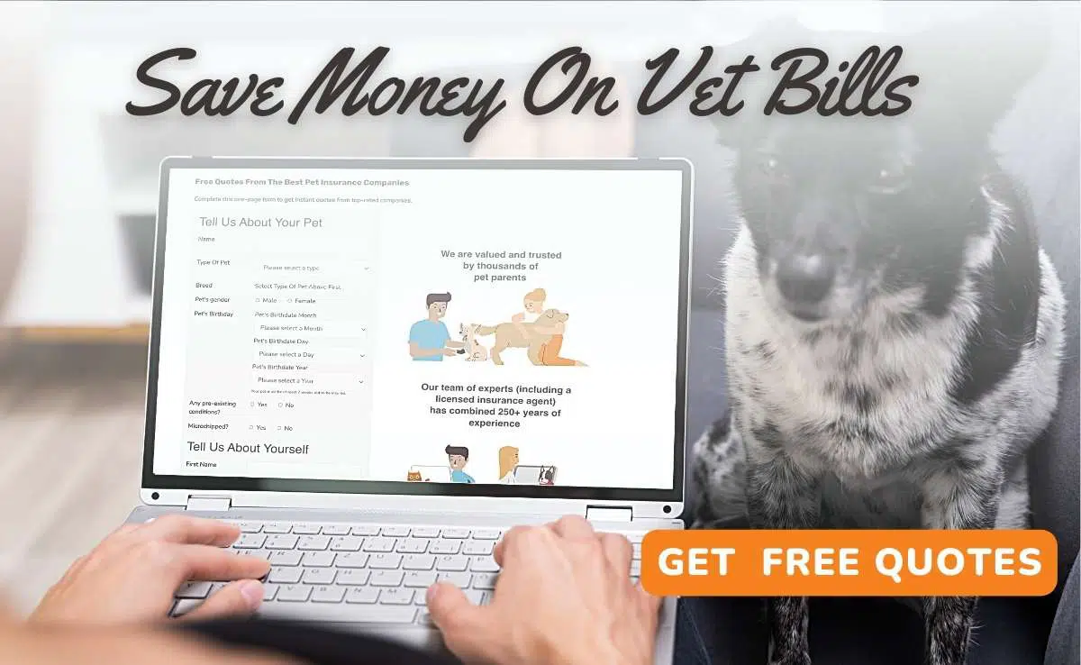 Person on computer checking pet insurance quotes (Caption: Save Money on Vet Bills, Button: Get Free Quotes)