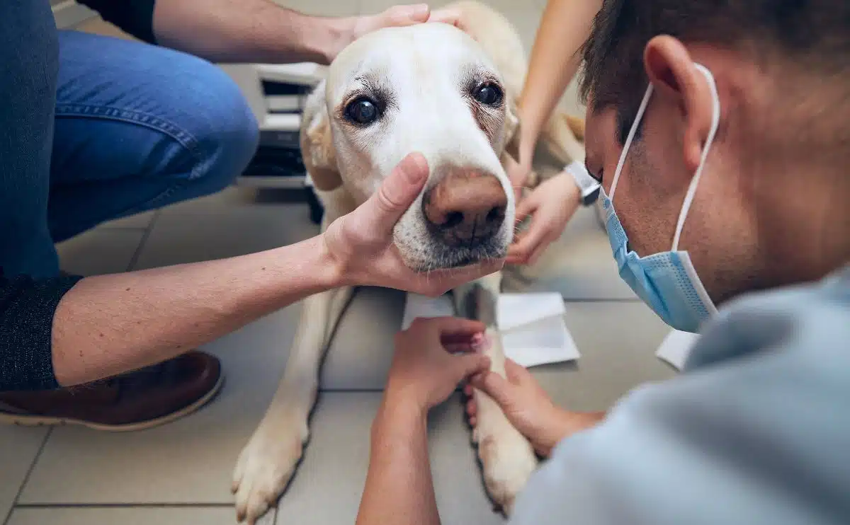 senior dog at the vet getting examined with owner holding mouth while vet looks at dogs paw