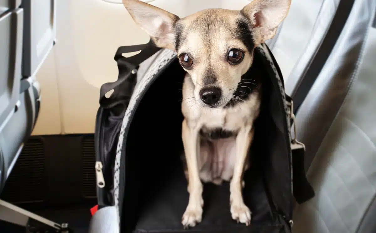 small dog in a pet carrier on plane seat on airplane