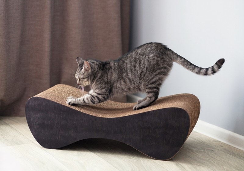tabby cat using nails on cat scratcher