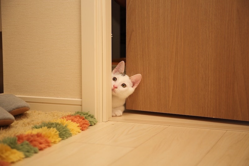 white cat peeking through doorway