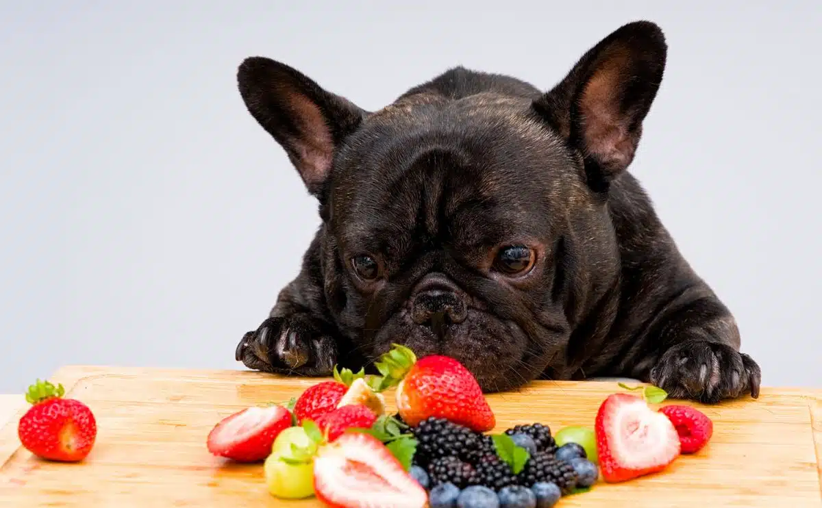 frenchie looking at berries and fruit on a counter