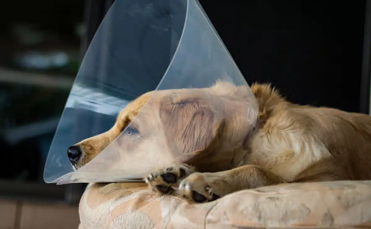 retriever after spay surgery laying on ground with a cone on head