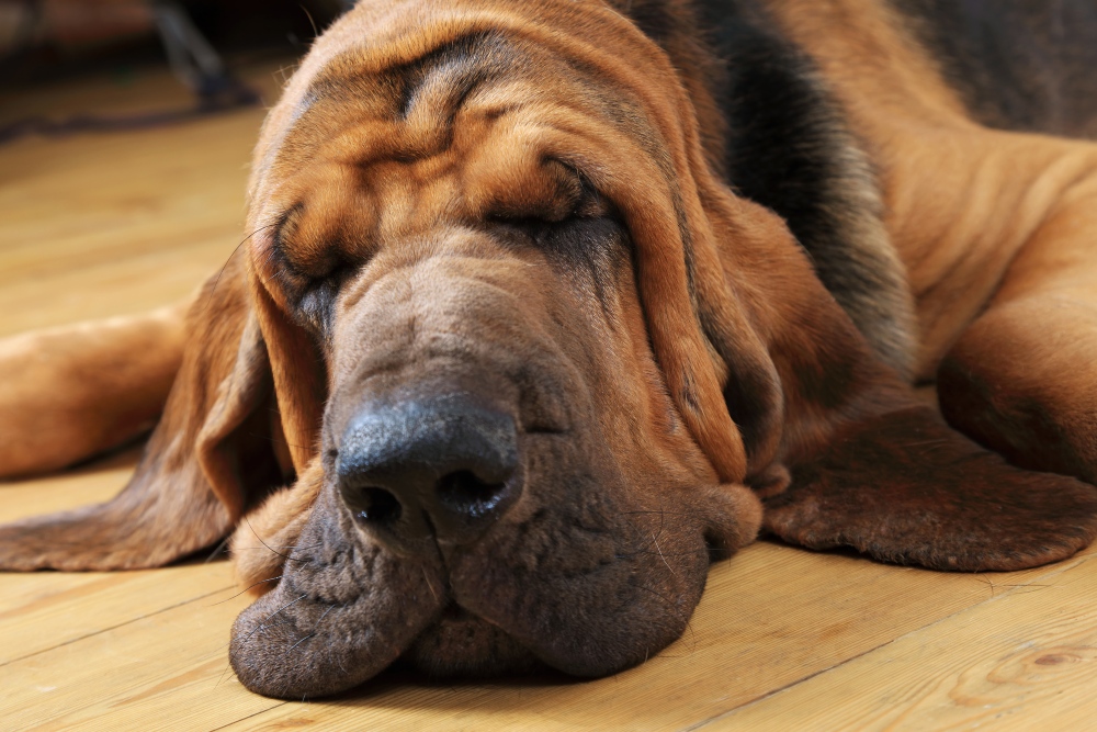 Bloodhound dog sleeping on the floor indoors, close-up