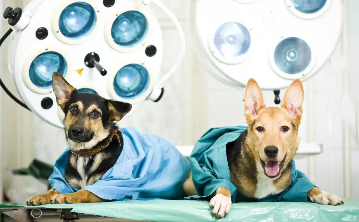 two dogs at the vet on exam table wearing lab coats laying down