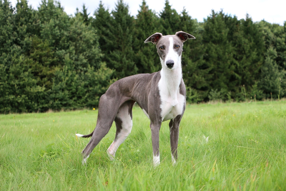 whippet dog standing in grassy field