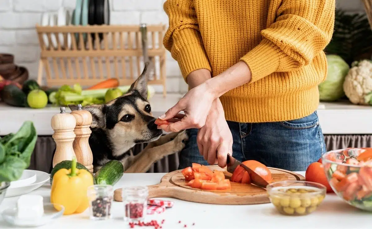 Woman in kitchen preparing food feeding piece to dog from cutting board