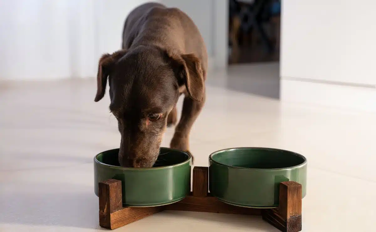 Dachshund drinking water out of a spill proof dog bowl