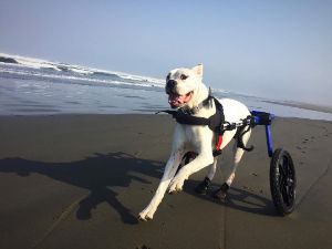 Duke the Beach Runner in his Walkin' Wheels Dog Wheelchair at the shore line