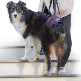 Rear support harness for back legs for dogs on stairs