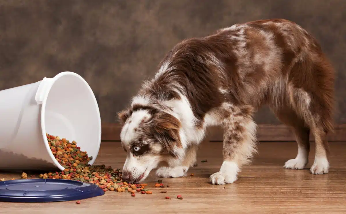 australian shepherd eating spilled dog kibble on the floor coming out of a bucket