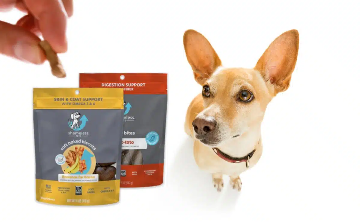 dog looking at a treat from shameless pets with two bags of treats on a white background