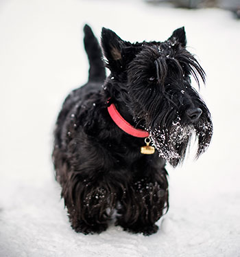 Scottish Terrier black in the snow