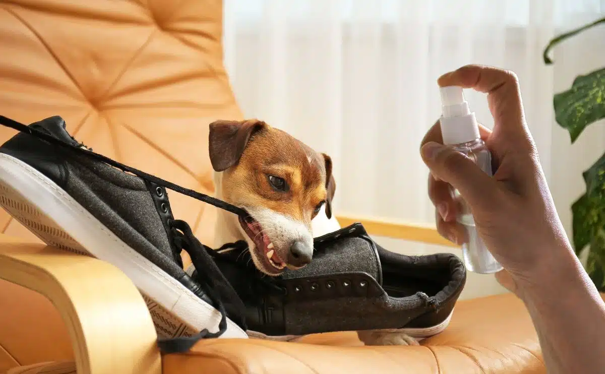 spraying a bad dog chewing on a shoe